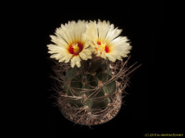 Astrophytum capricorne 1433 